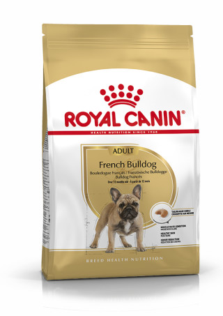 French Bulldog Adult